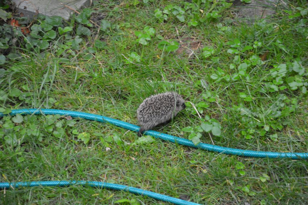 BorreHavehojegaardアパートメント エクステリア 写真